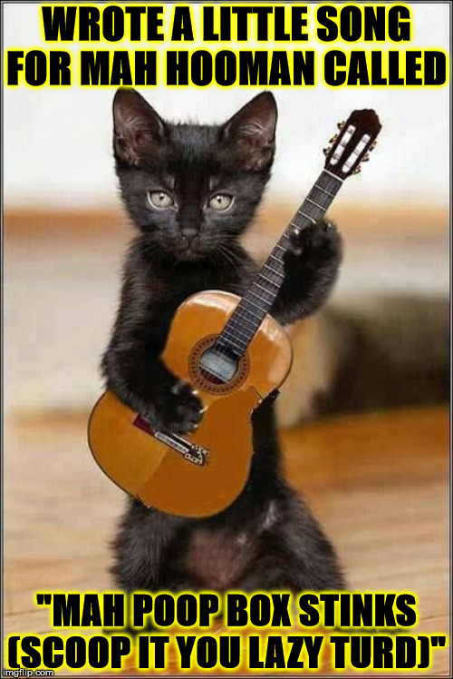 Image tagged in cat song Imgflip