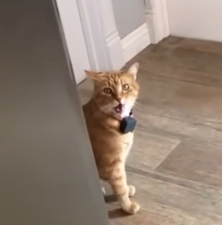 Well Hi Cat Blank Template Imgflip