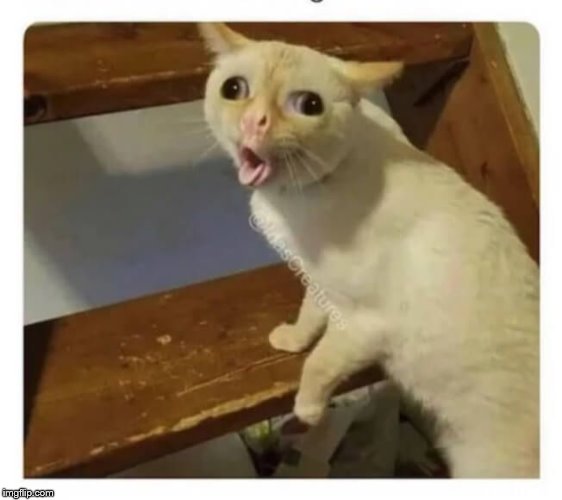 Coughing Cat Imgflip