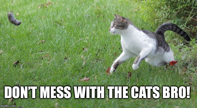 Warrior cat meme Imgflip