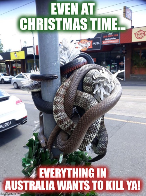 snakes Memes & GIFs Imgflip