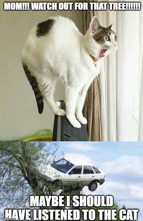 Image tagged in cat,funny memes,cats Imgflip