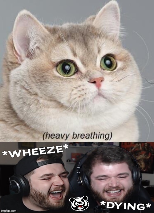 Heavy Breathing Cat Meme Imgflip