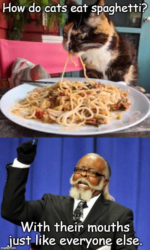 29 HQ Photos Does Cats Eat Pasta Eight Human Foods That Your Cat Can Safely Eat Martha Stewart