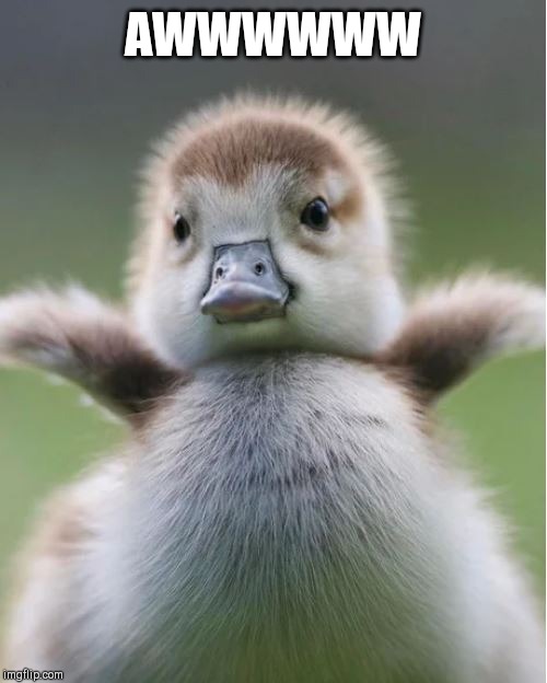 Image tagged in cute duck Imgflip