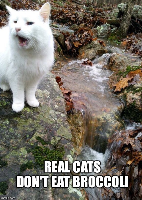 New Meme Cat Imgflip