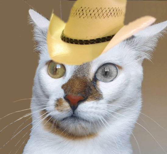 Cat With Cowboy Hat Meme All About Cow Photos