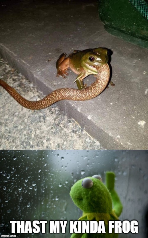 Image tagged in kermit window Imgflip