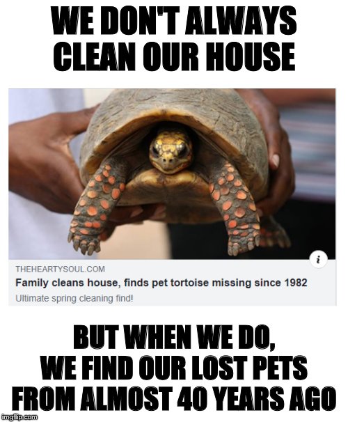 Slow Like A Turtle Meme BlageusDown