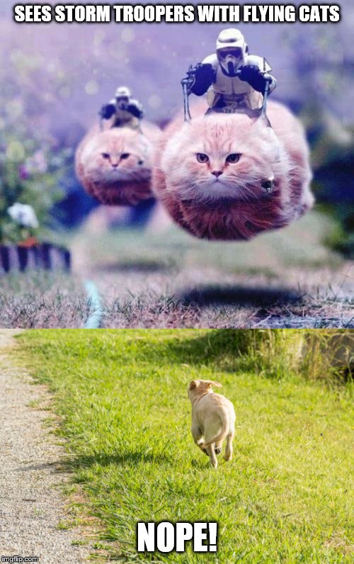 Image tagged in dog running away with tail between legs Imgflip