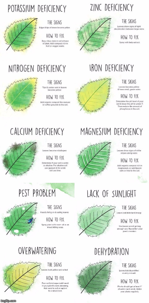 plants Memes & GIFs Imgflip