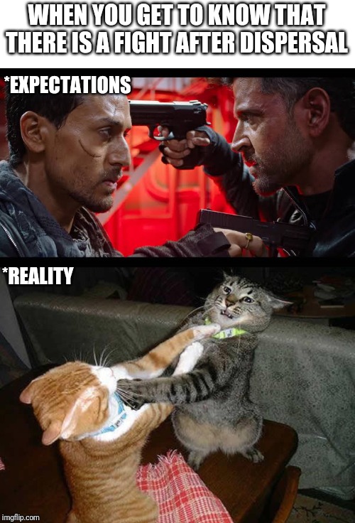 Image tagged in two cats fighting for real Imgflip