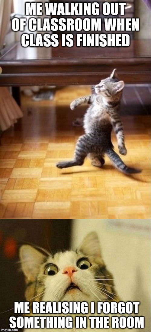 Image tagged in memes,cool cat stroll,scared cat Imgflip