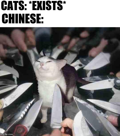 Knife Cat Imgflip