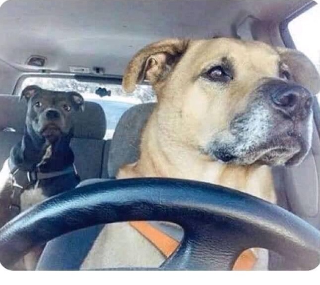 Dog driving Memes Imgflip