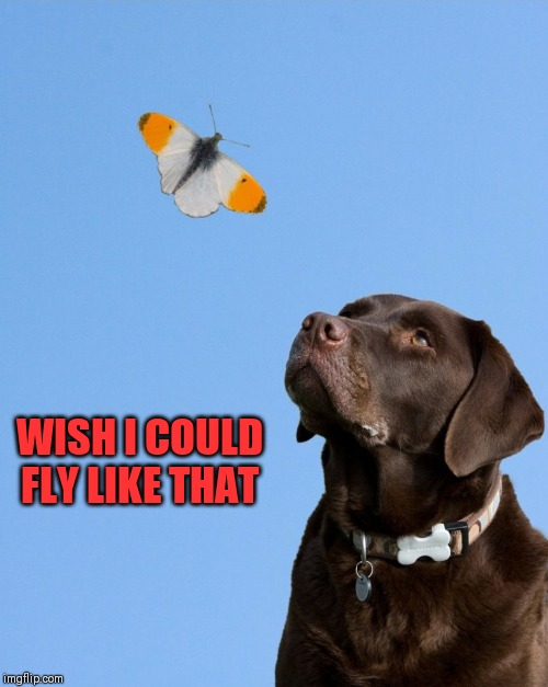 Image tagged in dog memes,flying dog,butterflies,i gotta get one of