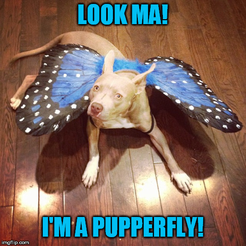 Image tagged in dog memes,flying dog,butterflies,i gotta get one of