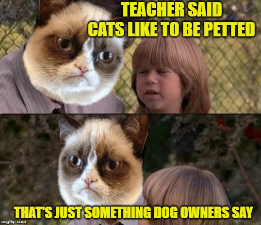 Cat Life Imgflip