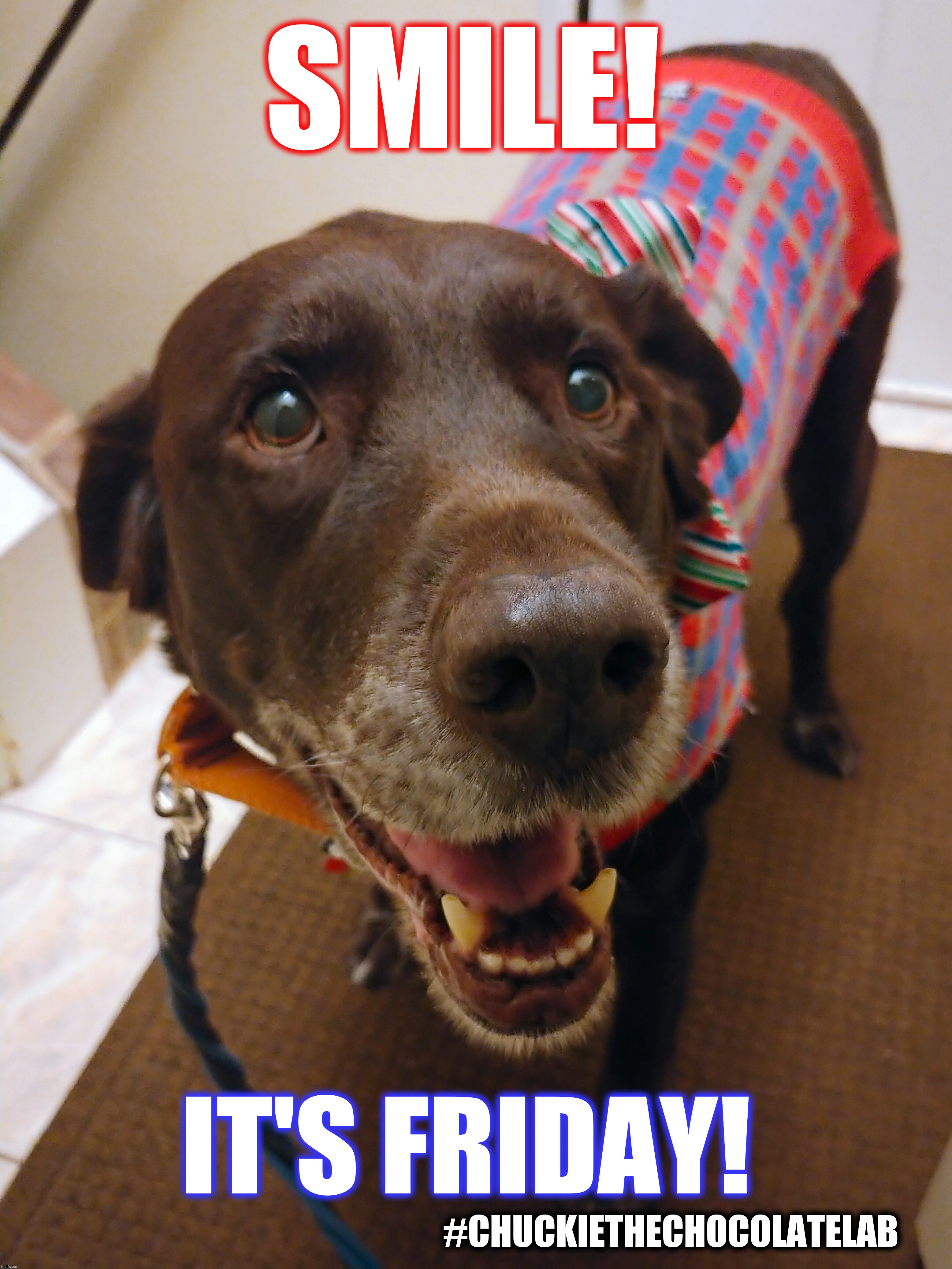 Its Friday Meme Dog / Hey Everybody It S Friday Imgflip Lovethispic