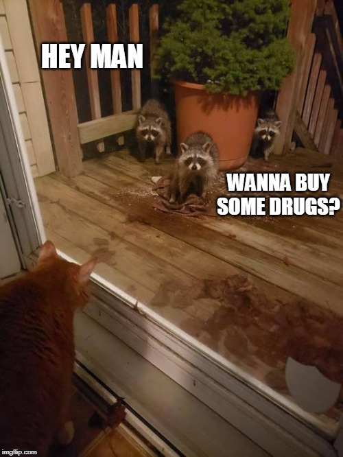 COON DRUG DEALER Imgflip