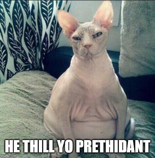Image tagged in fat hairless cat sitting Imgflip