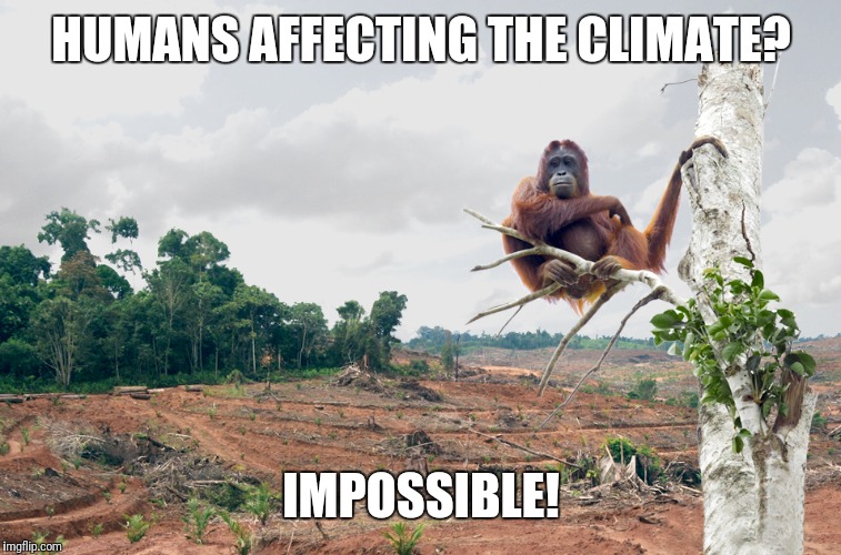 Orangutan's home lost to oil palm deforestation Imgflip