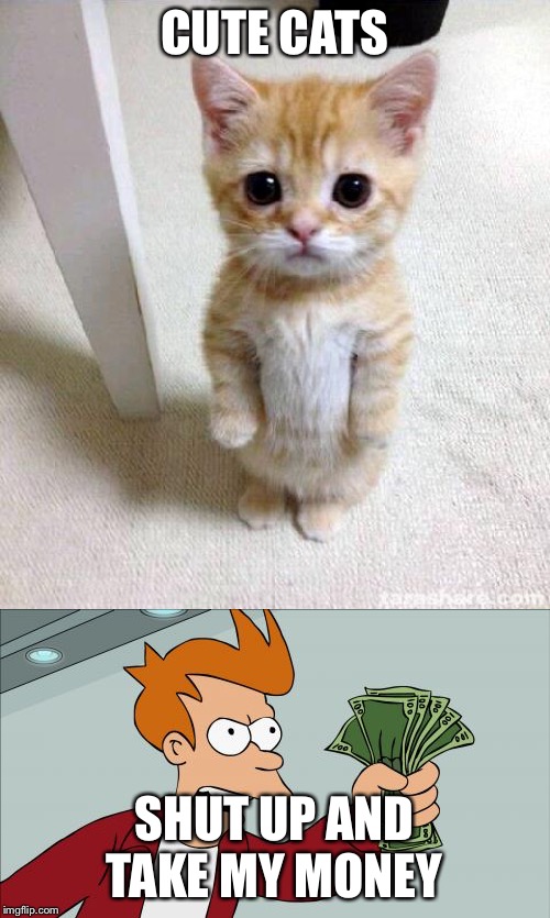 Image tagged in memes,shut up and take my money fry,cute cat Imgflip