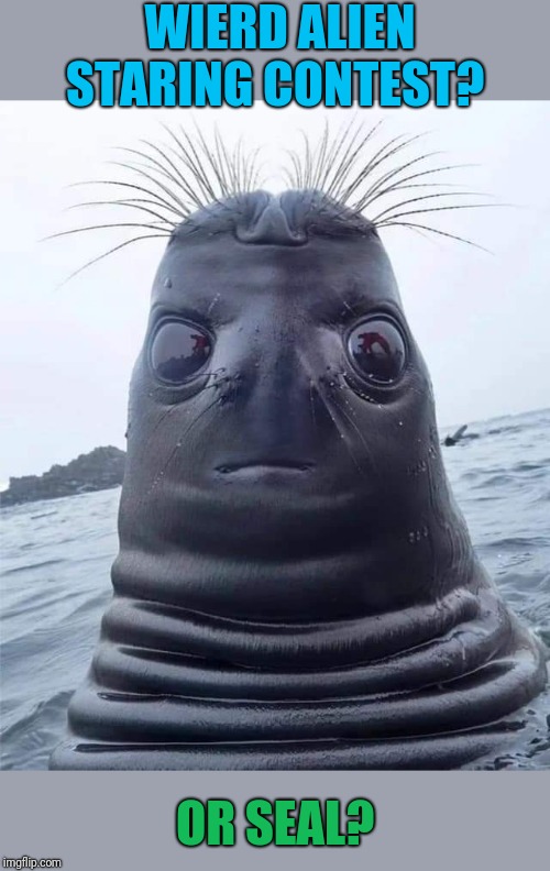 awkward seal Memes & GIFs Imgflip