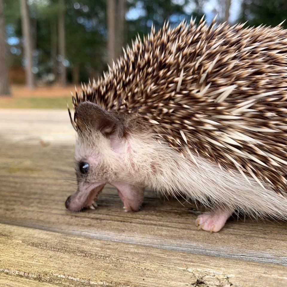 Yelling Hedgehog Blank Template Imgflip