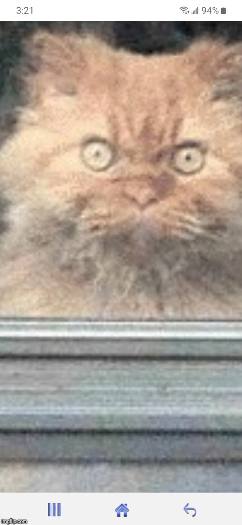 Cat staring Imgflip