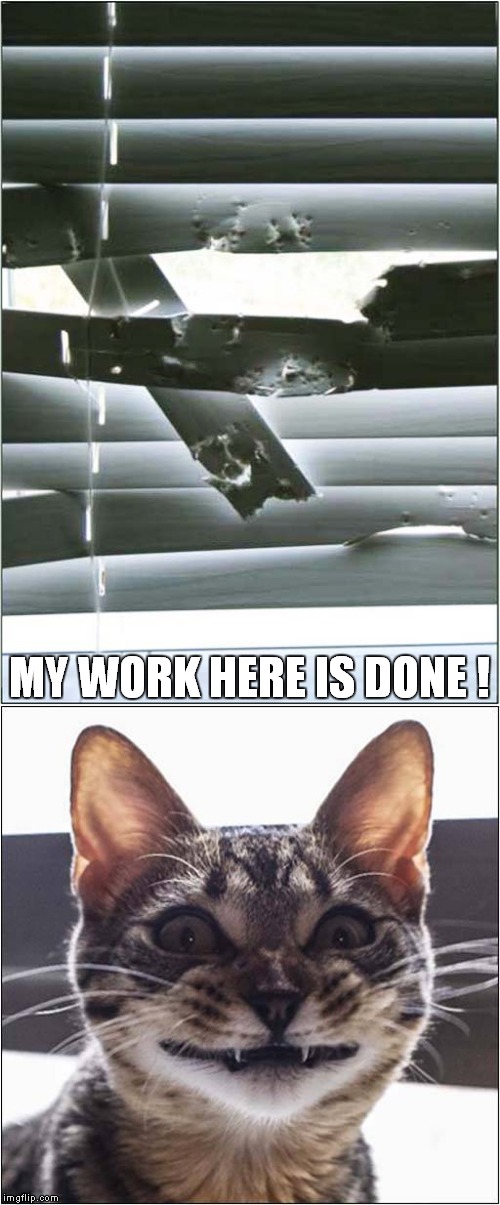 Ruined By Cat Imgflip