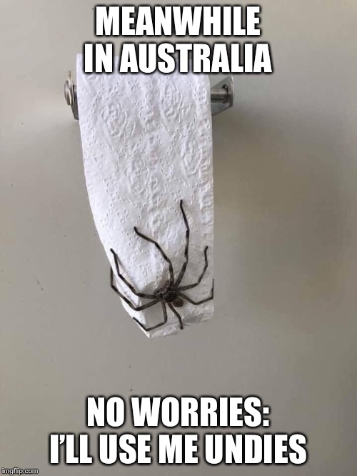 Image tagged in meanwhile in australia,australia,spider Imgflip