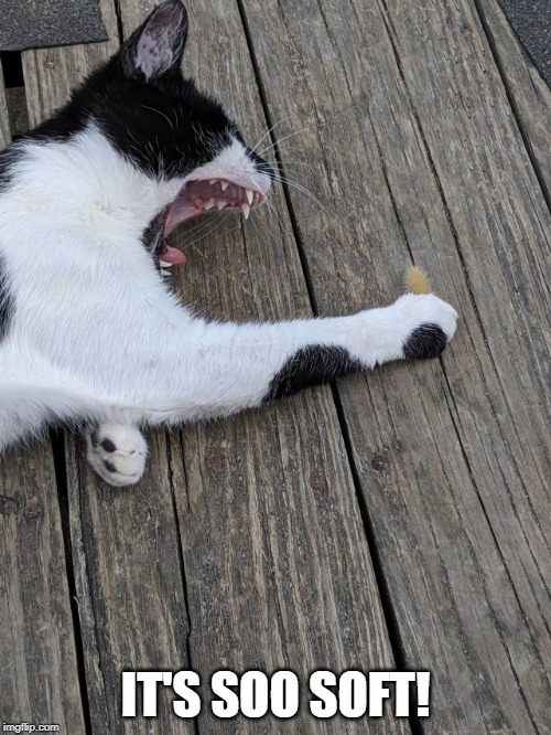 PET THE CATERPILLAR Imgflip