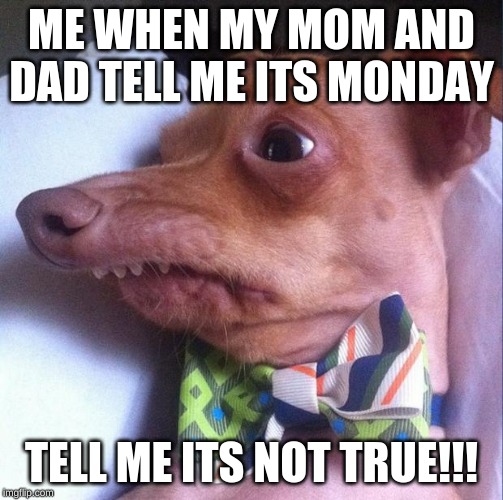 Tuna the dog (Phteven) Imgflip