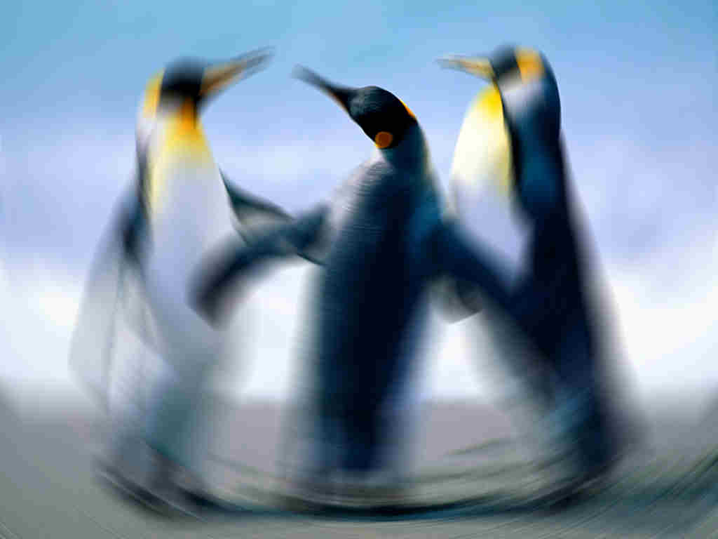 penguins Blank Template Imgflip