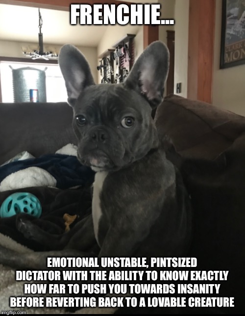 Image tagged in frenchie Imgflip