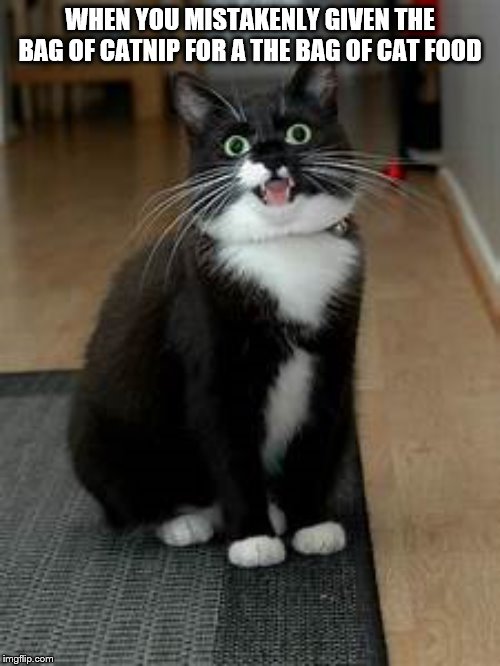 Image tagged in super stoner cat Imgflip