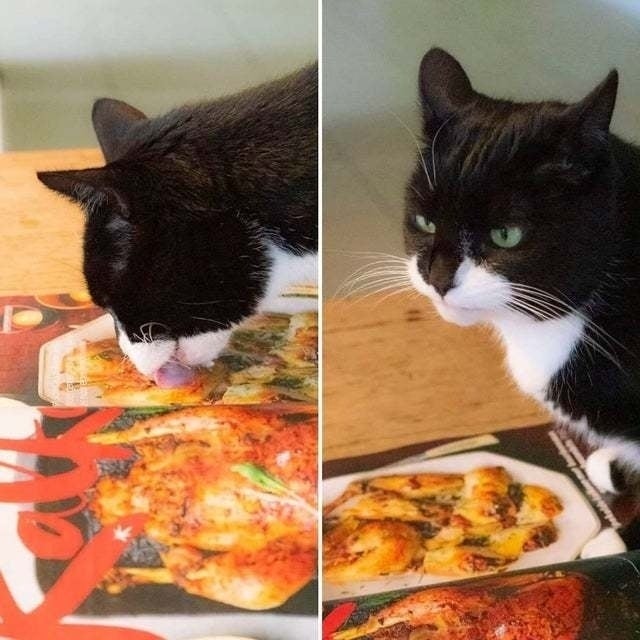 cat licking fake food Blank Template Imgflip