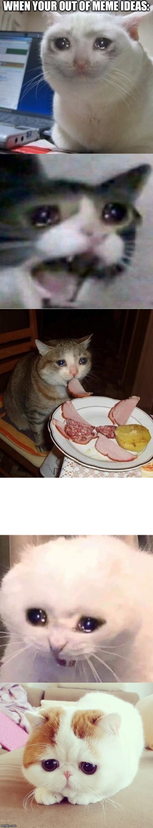 Sad cats. Imgflip