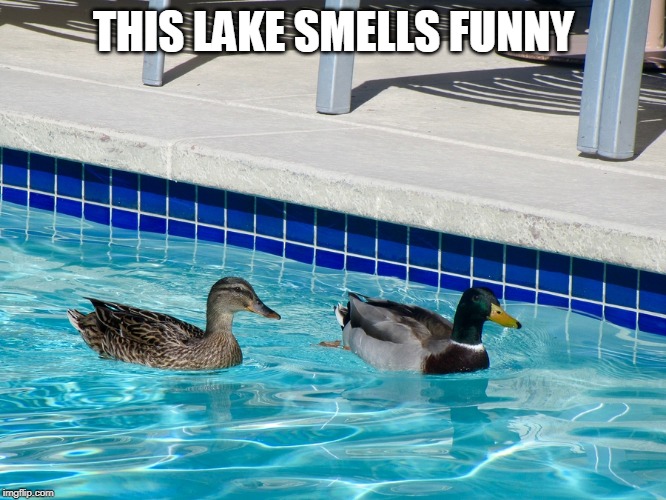 Image tagged in ducks,pool Imgflip