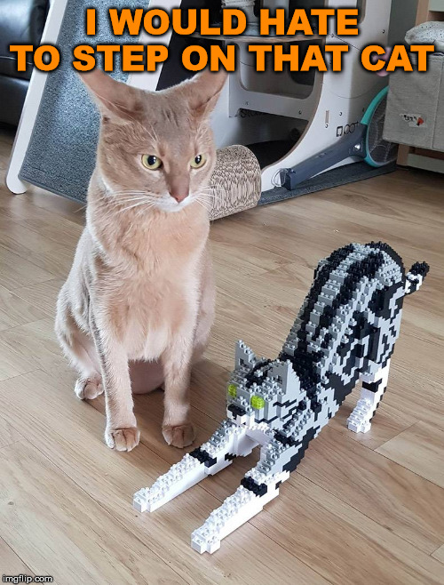 Image tagged in cats Imgflip