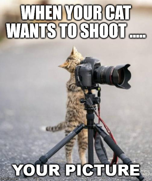 Shoot me kitty Imgflip