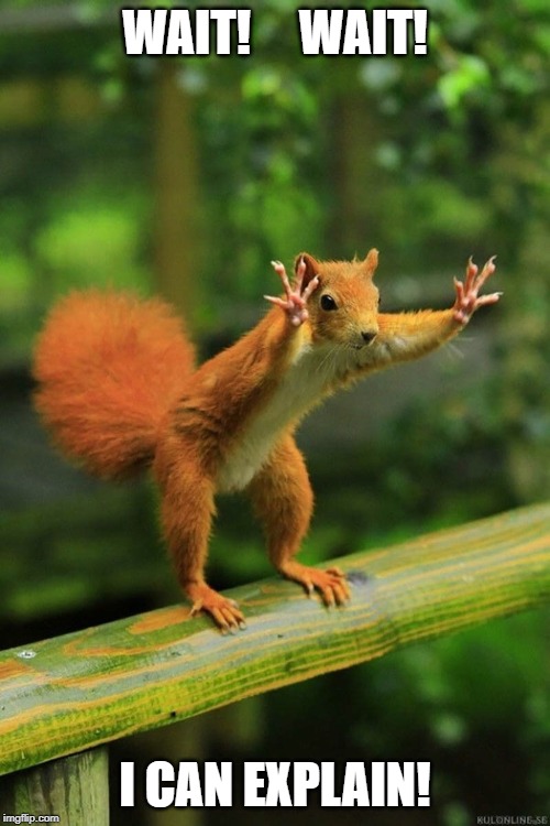 Wait a Minute Squirrel Memes Imgflip