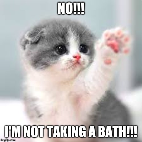 cats baths Memes & GIFs Imgflip