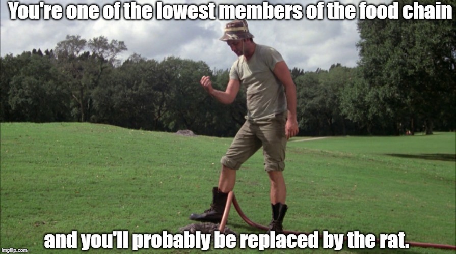 bill murray Memes & GIFs Imgflip