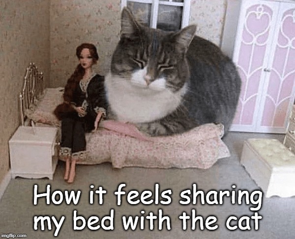 fat cat in bed Imgflip