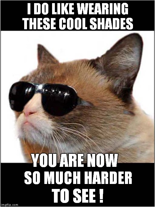 Grumpy Loves Cool Shades Imgflip
