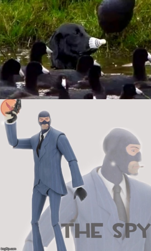 Image tagged in meet the spy Imgflip