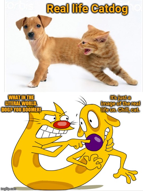 Catdog meme Imgflip
