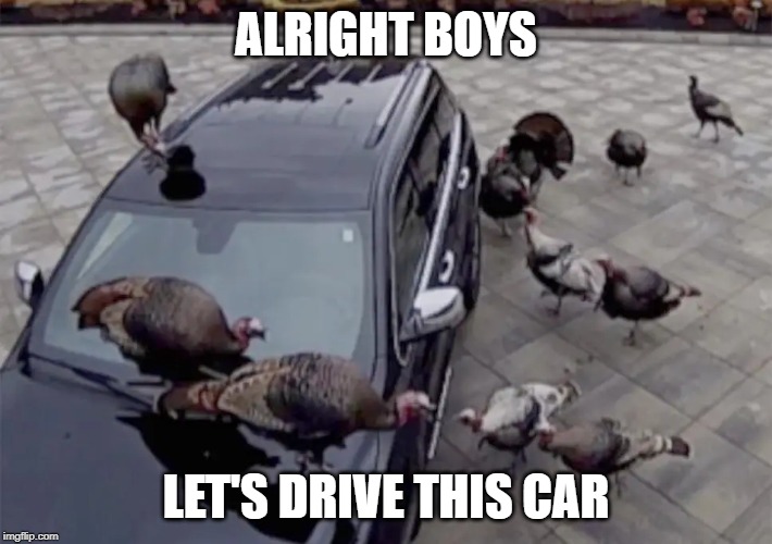 Image tagged in ducks,funny,memes,cars,boys Imgflip